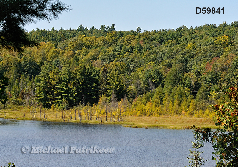 Eastern Forest-Boreal Transition Forest